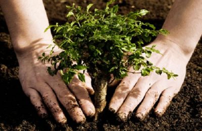Métrica6 planta árboles en su sexto aniversario en 2019 – compromiso medioambiental de la empresa de I+D+i e innovación sostenible con el cuidado del planeta